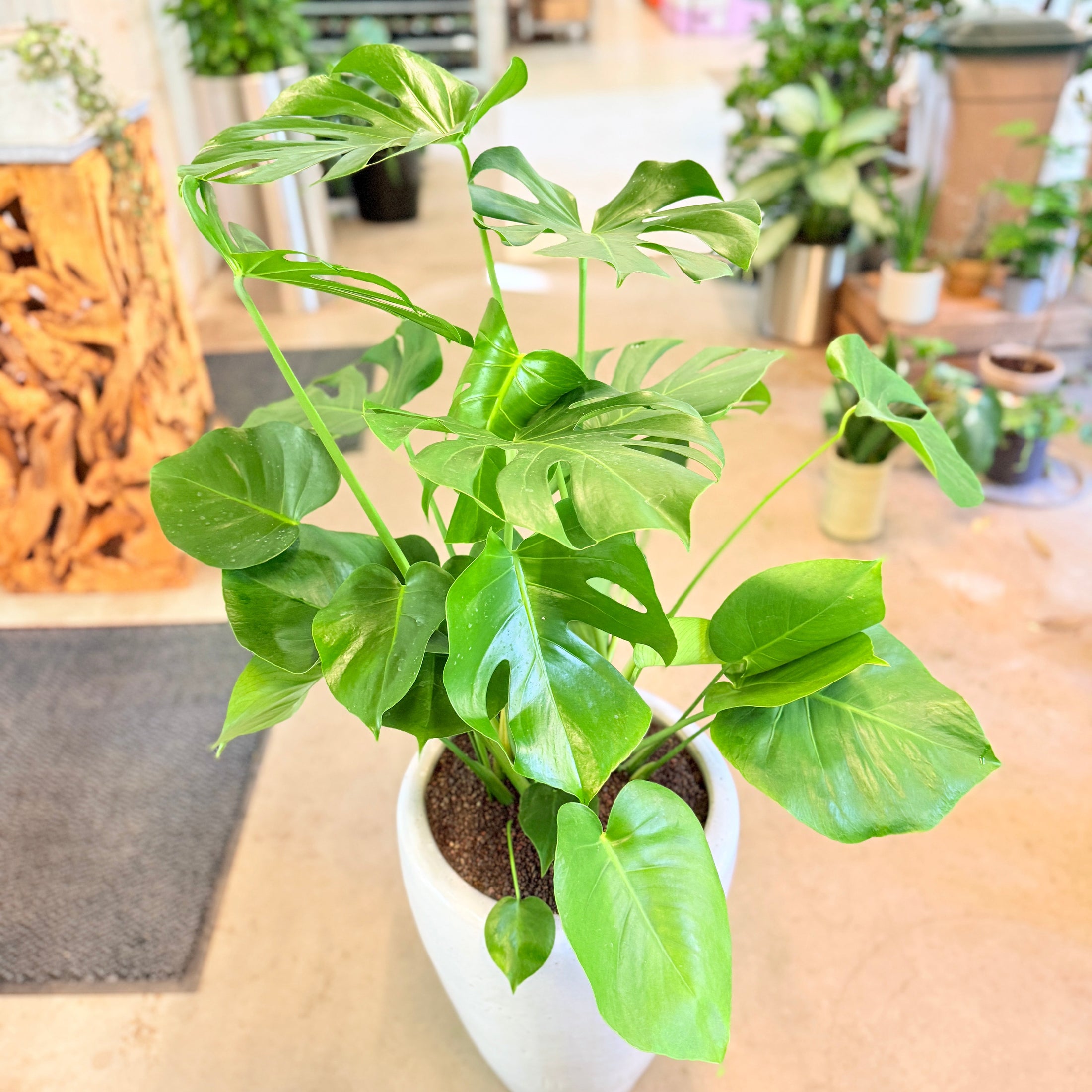 Fingerphilodendron (Monstera deliciosa) – 120 cm høj i hvid krukke