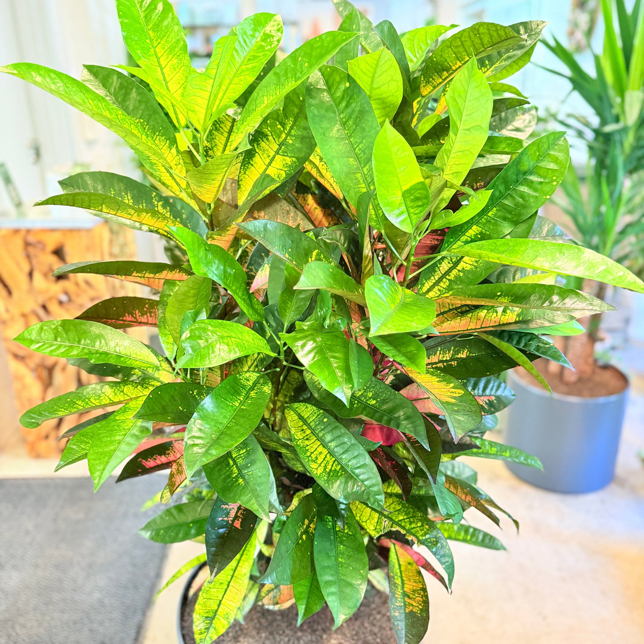 Kroton (Codiaeum variegatum) – 150 cm høj i mørkegrå krukke