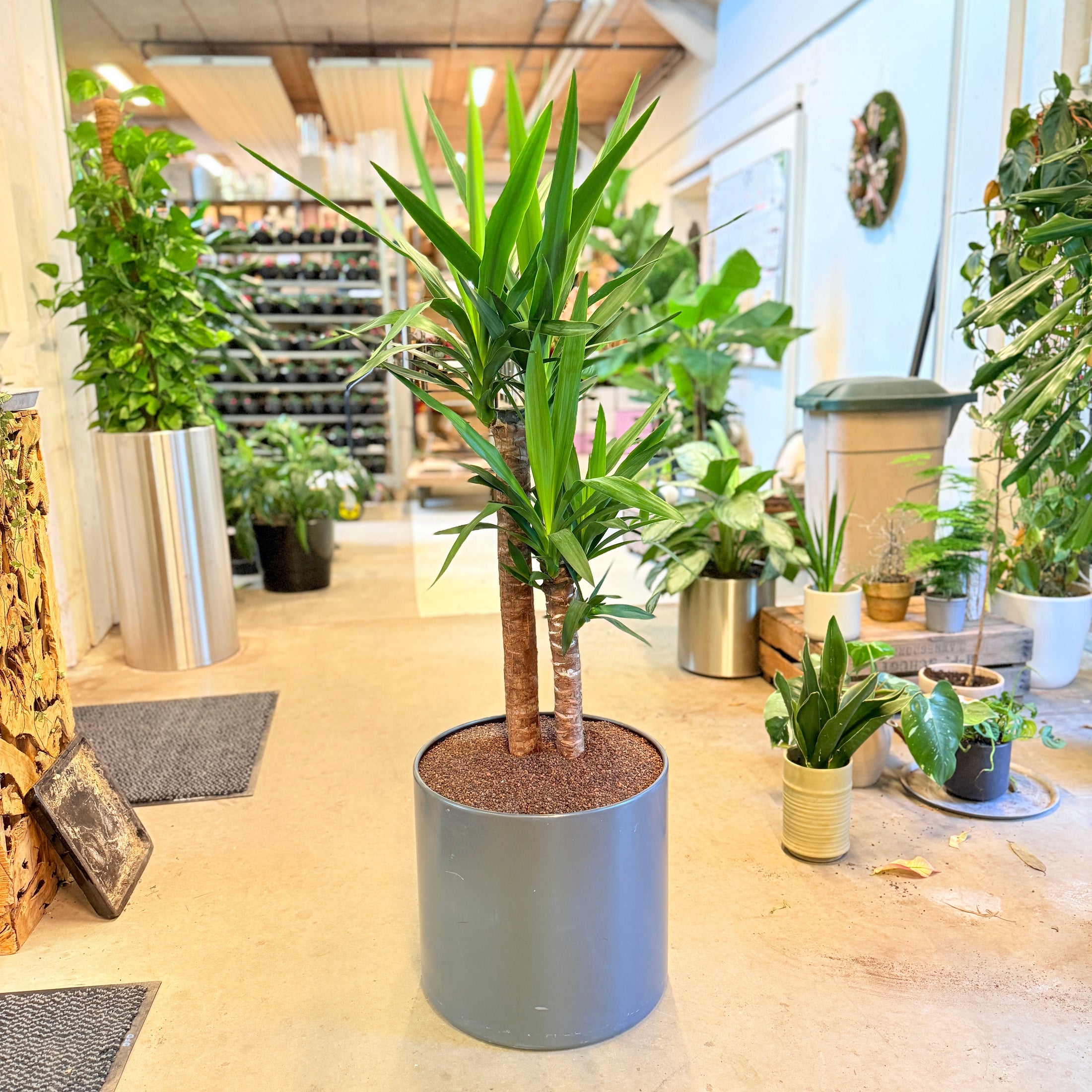 Yucca elephantipes (Palmelilje) – 135 cm høj i mørkegrå krukke