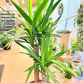 Indlæs billede i gallerivisning, Yucca elephantipes (Palmelilje) – 135 cm høj i mørkegrå krukke