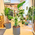 Indlæs billede i gallerivisning, Strelitzia nicolai (Paradisfugl) – 155 cm høj i mørkegrå krukke