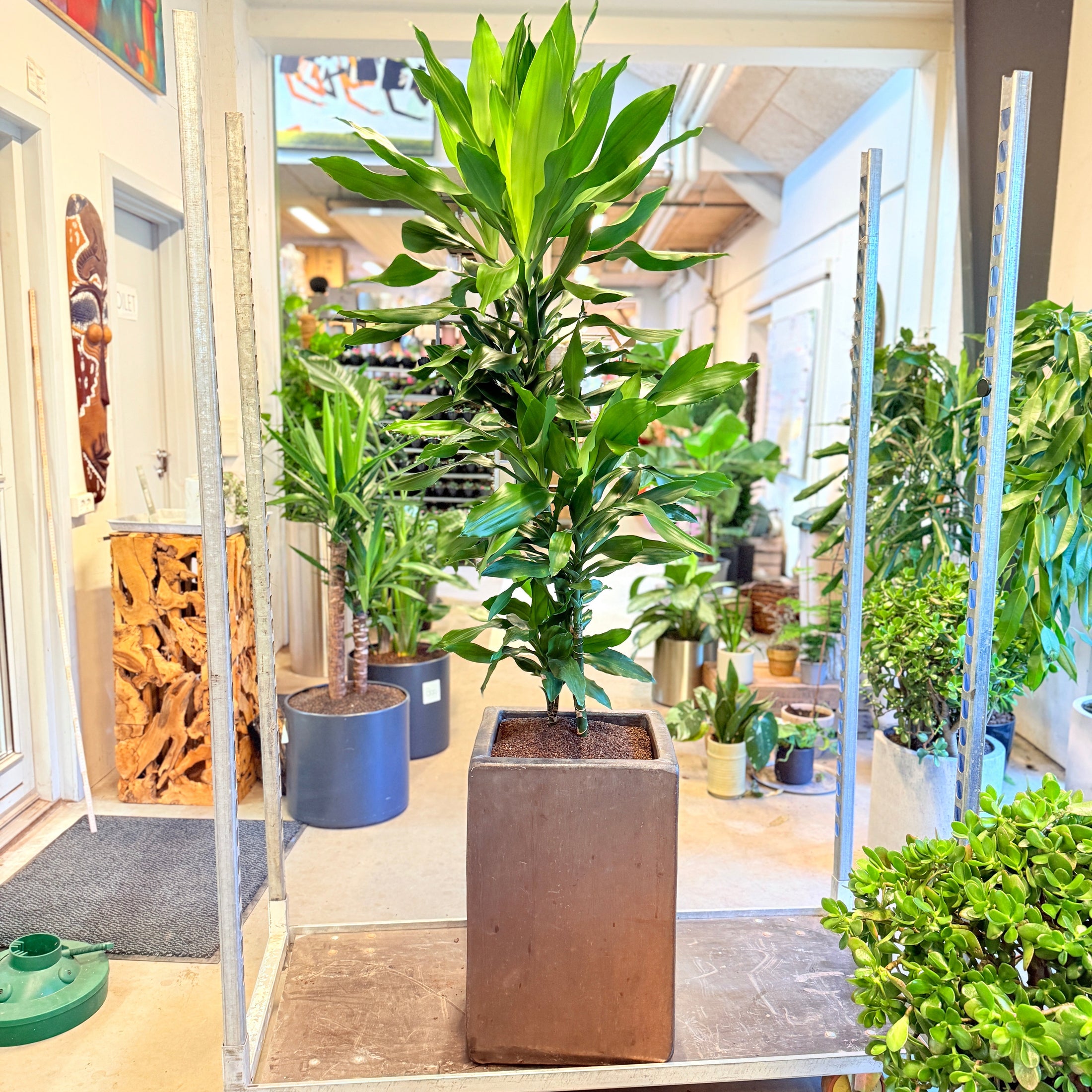 Dracaena fragrans (Drageplante) – 180 cm høj i brun firkantet krukke