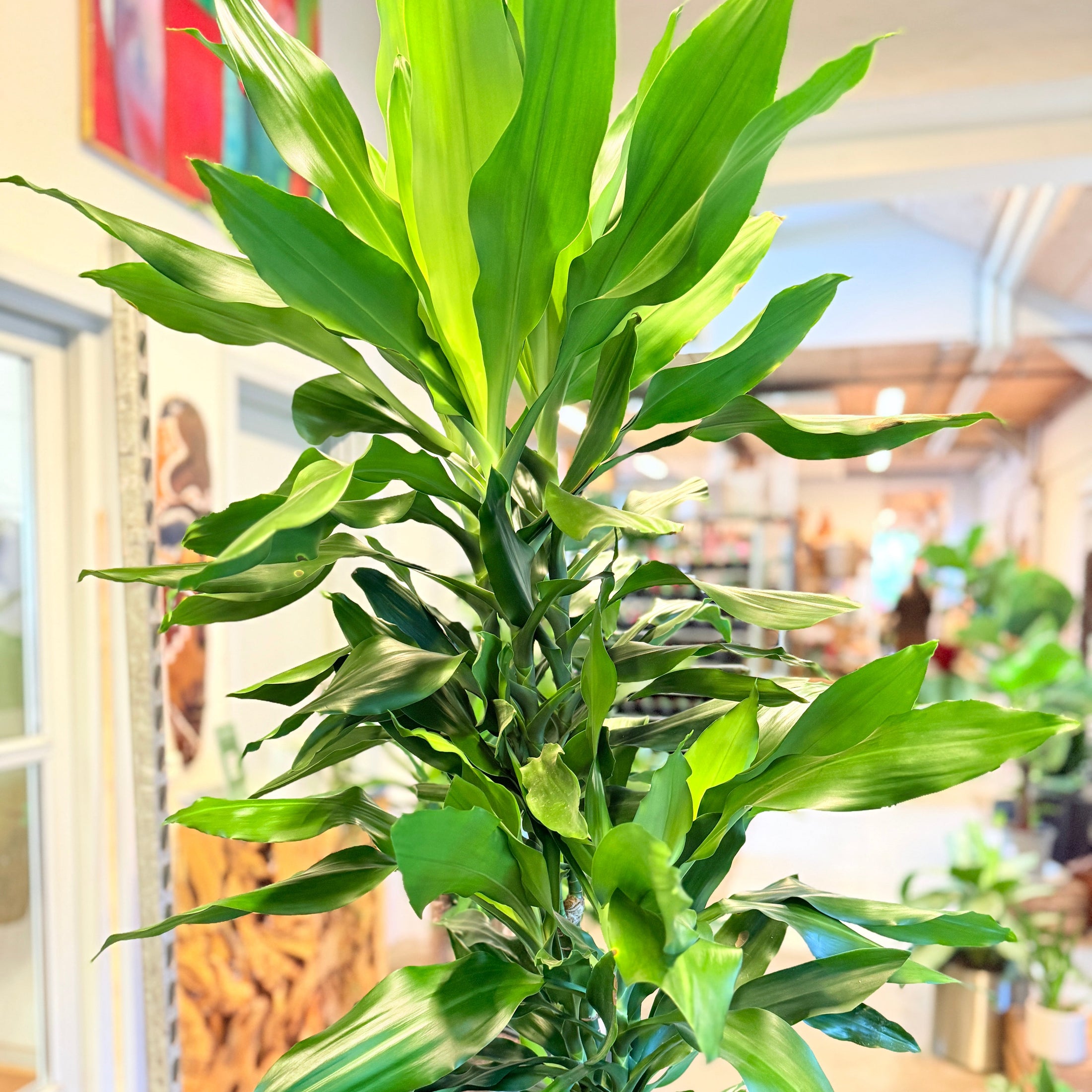 Dracaena fragrans (Drageplante) – 180 cm høj i brun firkantet krukke
