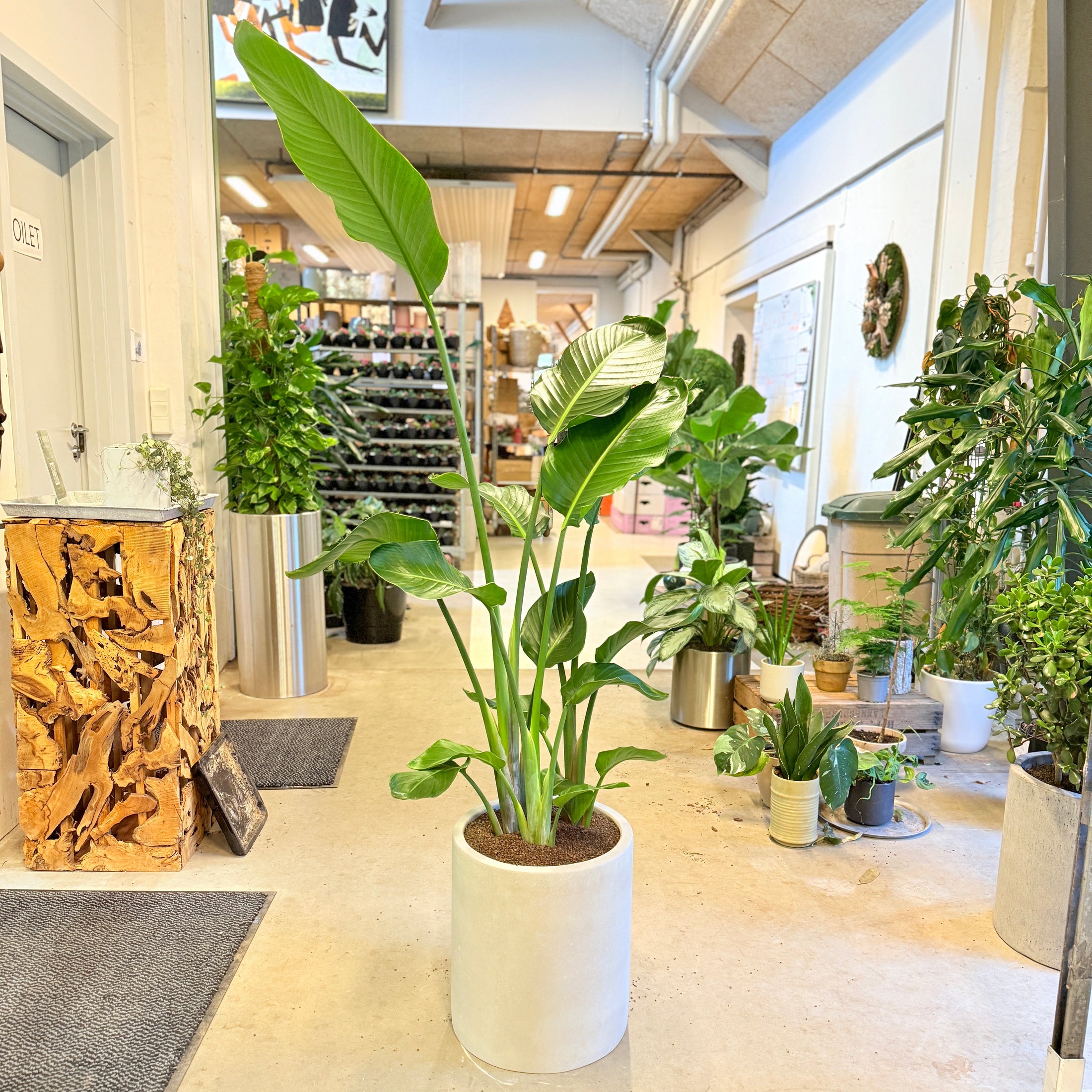 Strelitzia nicolai (Paradisfugl) – 180 cm høj i lysgrå cementkrukke