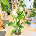 Indlæs billede i gallerivisning, Strelitzia nicolai (Paradisfugl) – 180 cm høj i lysgrå cementkrukke