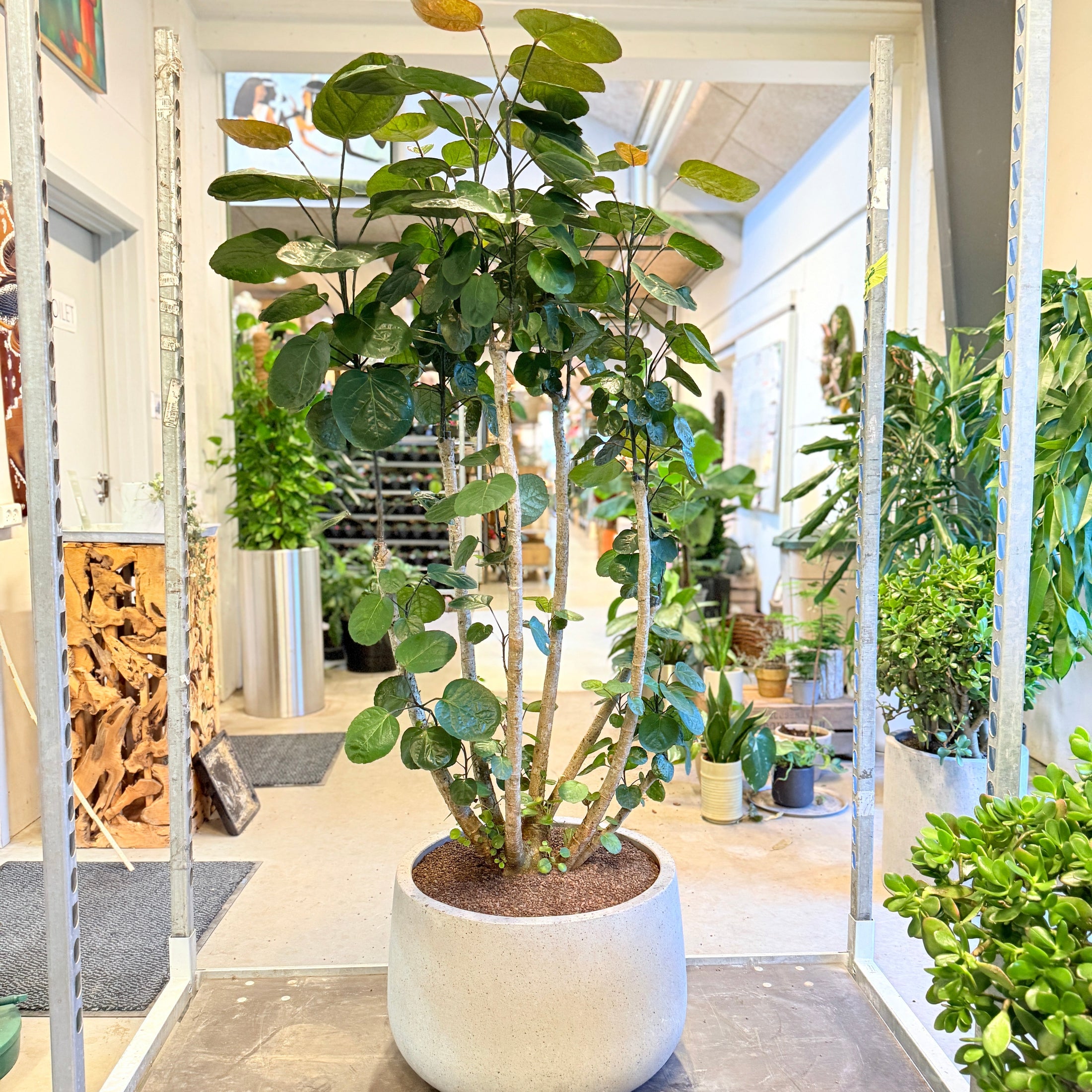 Ficus cyathistipula (Afrikansk figentræ) – 150 cm høj i lysgrå cementkrukke