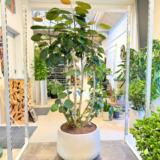 Ficus cyathistipula (Afrikansk figentræ) – 150 cm høj i lysgrå cementkrukke