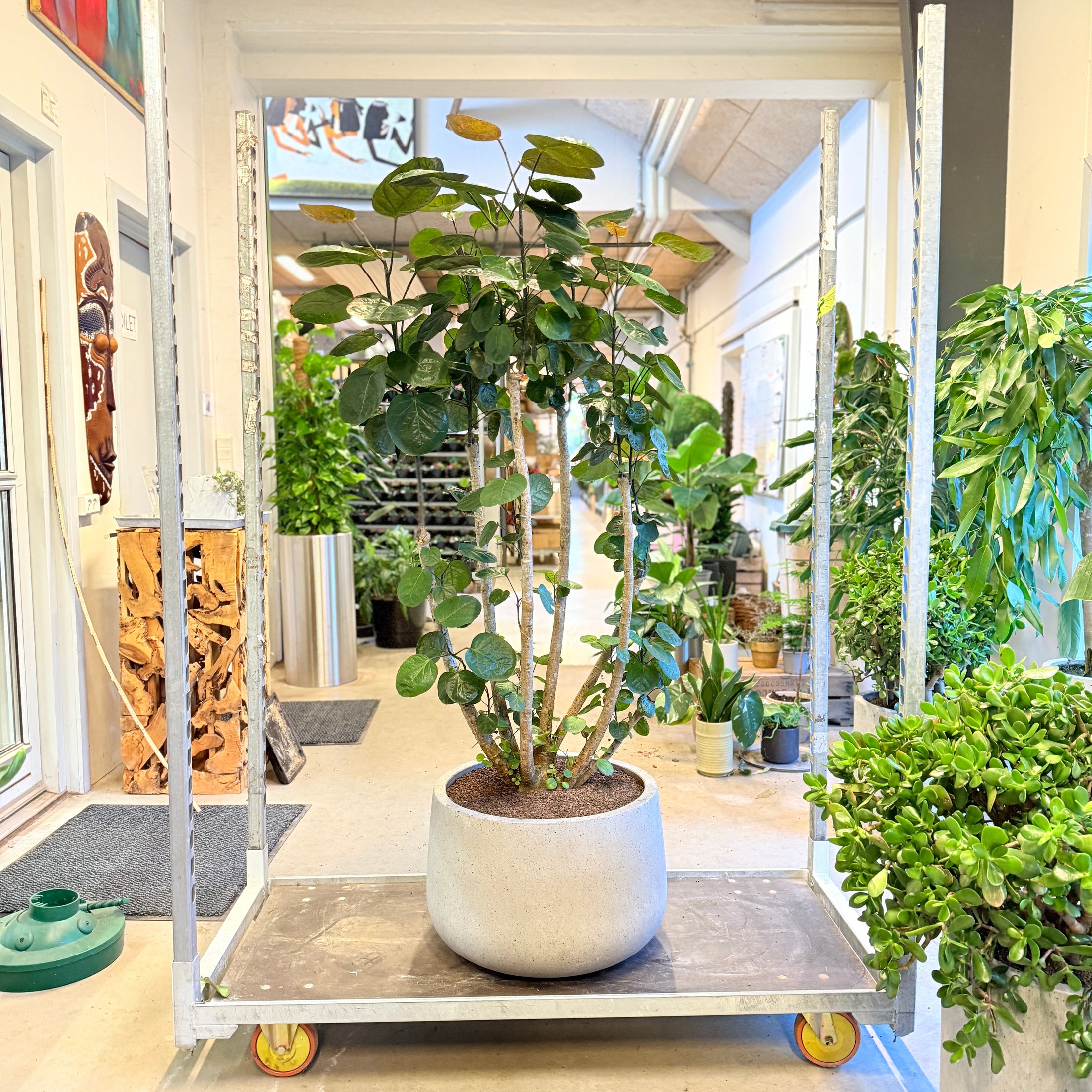 Ficus cyathistipula (Afrikansk figentræ) – 150 cm høj i lysgrå cementkrukke