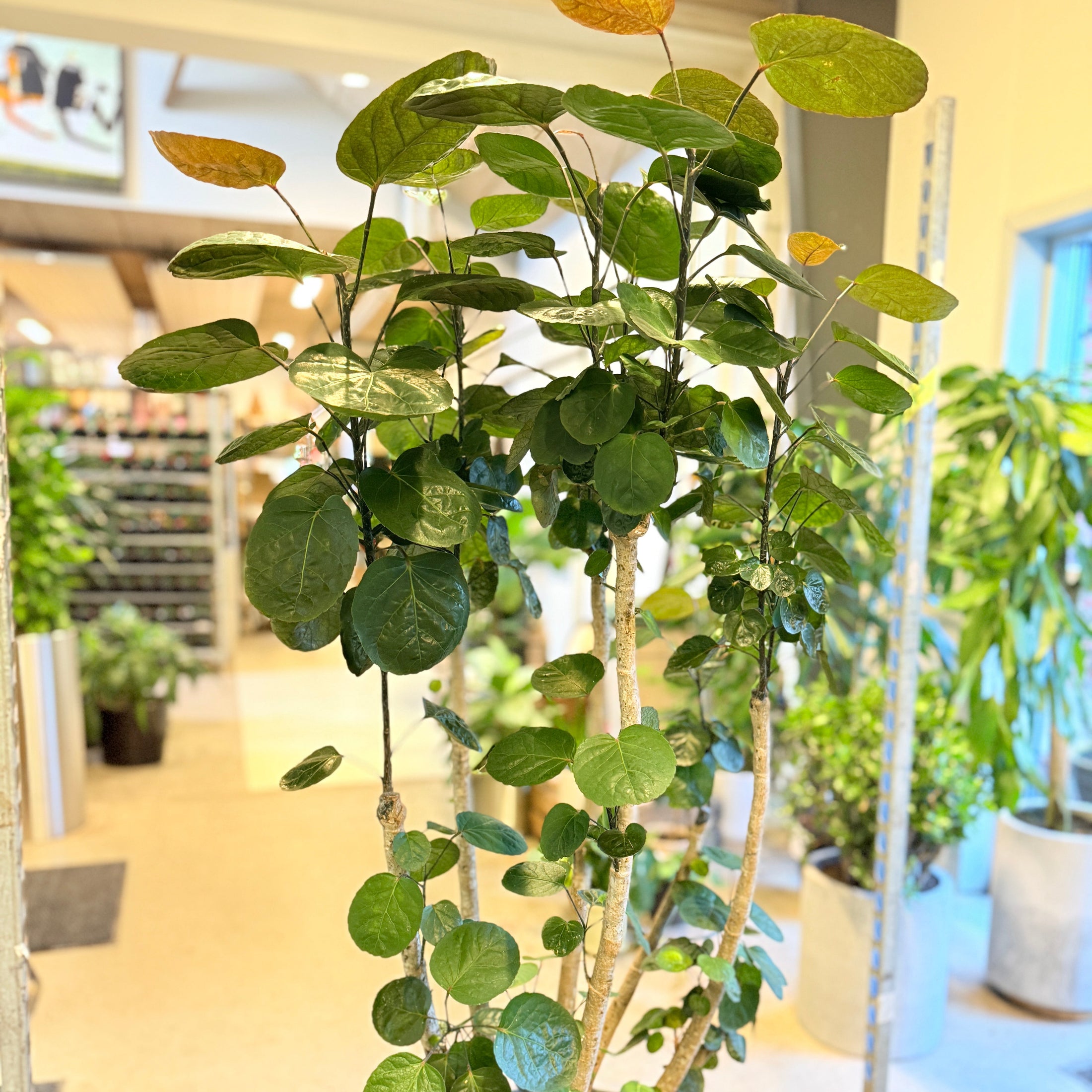 Ficus cyathistipula (Afrikansk figentræ) – 150 cm høj i lysgrå cementkrukke