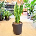 Indlæs billede i gallerivisning, Sansevieria trifasciata 80 cm. (Svigermors skarpe tunge) – i mørkegrå krukke