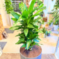 Indlæs billede i gallerivisning, Drageplante (Dracaena fragrans) – 110 cm høj i mørkegrå krukke