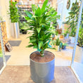 Indlæs billede i gallerivisning, Drageplante (Dracaena fragrans) – 110 cm høj i mørkegrå krukke