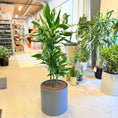 Indlæs billede i gallerivisning, Drageplante (Dracaena fragrans) – 140 cm høj i mørkegrå krukke