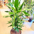 Indlæs billede i gallerivisning, Drageplante (Dracaena fragrans) – 140 cm høj i mørkegrå krukke