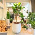 Indlæs billede i gallerivisning, Violinfigner (Ficus lyrata) – 220 cm høj i lysgrå cementkrukke