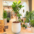 Indlæs billede i gallerivisning, Violinfigner (Ficus lyrata) – 220 cm høj i lysgrå cementkrukke