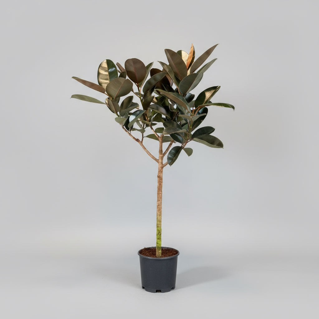 Ficus elastica ‘Robusta’ opstammet (Gummitræ) – 170-180 cm høj