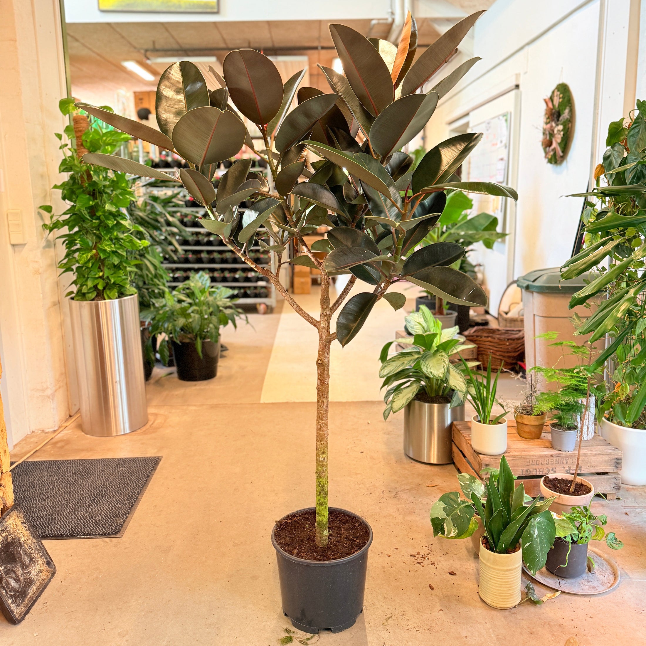 Ficus elastica ‘Robusta’ opstammet (Gummitræ) – 170-180 cm høj