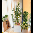 Indlæs billede i gallerivisning, Second Hand Gummitræ (Ficus elastica) 180 cm – Elegant Genbrugsplante i Cementkrukke