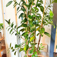 Indlæs billede i gallerivisning, Second Hand Gummitræ (Ficus elastica) 180 cm – Elegant Genbrugsplante i Cementkrukke