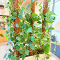 Indlæs billede i gallerivisning, Hjertephilodendron (Philodendron scandens) – 130 cm høj i hvid kumme