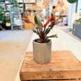 Indlæs billede i gallerivisning, Philodendron ‘Red Emerald’ – 50 cm høj i cementkrukke