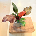 Indlæs billede i gallerivisning, Philodendron ‘Red Emerald’ – 50 cm høj i cementkrukke