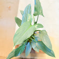 Indlæs billede i gallerivisning, Philodendron hastatum (Silver Sword) – 80 cm høj i cementkrukke