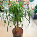 Indlæs billede i gallerivisning, Elefantfod (Beaucarnea recurvata) – 140 cm høj i sort krukke
