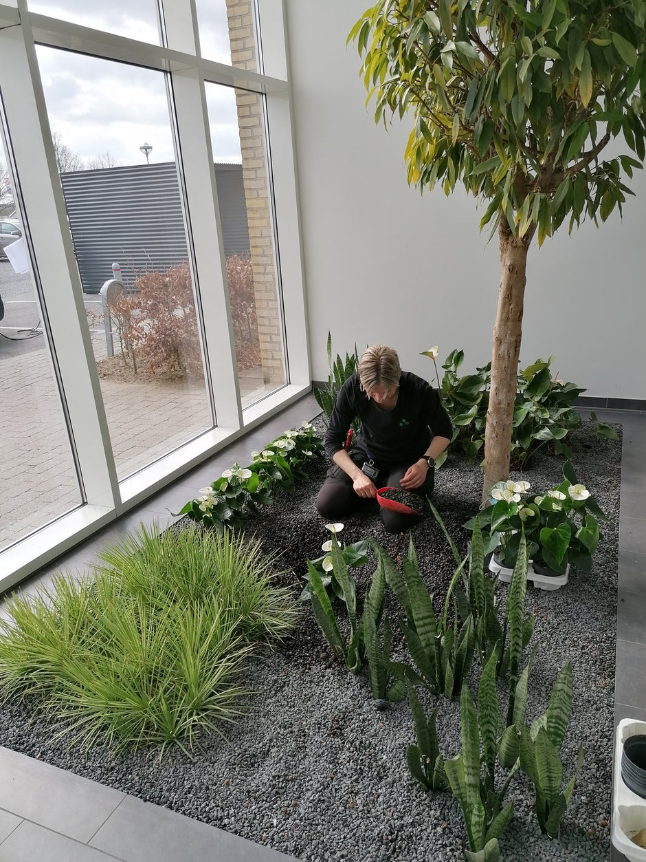 Servicegartner fra Decoplant vander og plejer planter i moderne arbejdsmiljø