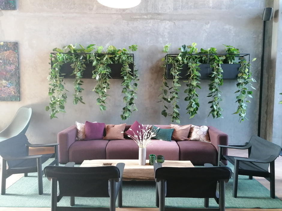 Moderne stue med en DECOPLANT vægmonteret plantekasse med efterfølgende grønne planter, en lilla sofa, farverige puder, sorte stole og et sofabord i træ mod en betonvæg.