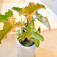 Indlæs billede i gallerivisning, Second Hand Elefantøre – Kalanchoe beharensis i Cementkrukke fra Århus