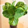 Indlæs billede i gallerivisning, Second Hand Violinfigen – Opstammet Ficus lyrata fra Århus