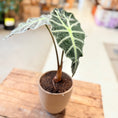 Indlæs billede i gallerivisning, Alocasia ’Polly’ – 60 cm høj