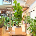 Indlæs billede i gallerivisning, Second Hand Violinfigen XL – Ficus lyrata 250 cm fra Århus