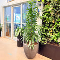 Indlæs billede i gallerivisning, Second Hand Smalbladet Ficus – Ficus Alii 180 cm fra Århus