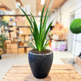Indlæs billede i gallerivisning, Afrikansk Spydplante (Sansevieria cylindrica) i sort krukke – ca. 55 cm