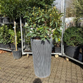 Indlæs billede i gallerivisning, Second Hand Rhododendron – Blomstrende Udendørsplante 150 cm fra Århus