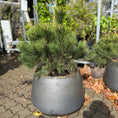 Indlæs billede i gallerivisning, Second Hand Bjergfyr – Pinus mugo 90 cm i Cementkrukke fra Århus