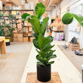 Indlæs billede i gallerivisning, Violinfigen (Ficus lyrata) i sort rillekrukke – ca. 130 cm