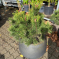 Indlæs billede i gallerivisning, Second Hand Bjergfyr – Pinus mugo 90 cm i Cementkrukke fra Århus