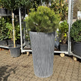Indlæs billede i gallerivisning, Second Hand Bjergfyr – Pinus mugo 130 cm i Høj Rillet Krukke fra Århus