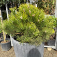 Indlæs billede i gallerivisning, Second Hand Bjergfyr – Pinus mugo 130 cm i Høj Rillet Krukke fra Århus