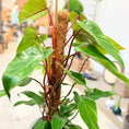 Indlæs billede i gallerivisning, Philodendron Red Emerald (Philodendron erubescens) på mosstok – ca. 85 cm