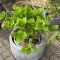 Indlæs billede i gallerivisning, Second Hand Hortensia – Hydrangea macrophylla 70 cm i Cementkrukke fra Århus
