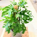 Indlæs billede i gallerivisning, Mini Monstera (Rhaphidophora tetrasperma) – 80 cm høj i cementkrukke