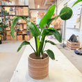 Indlæs billede i gallerivisning, Strelitzia nicolai (Hvid Paradisfugl) – 70 cm i naturkrukke – fra Randers Business Awards