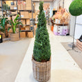 Indlæs billede i gallerivisning, Formklippet buksbom kegle (Buxus sempervirens) – 140 cm i fletkurv - 4 stk.