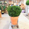 Indlæs billede i gallerivisning, Buksbomkugle (Buxus sempervirens) – Ø60 cm i terracottakrukke