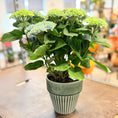 Indlæs billede i gallerivisning, Second Hand Hortensia – Kompakt Hydrangea macrophylla i Grøn Krukke fra Århus